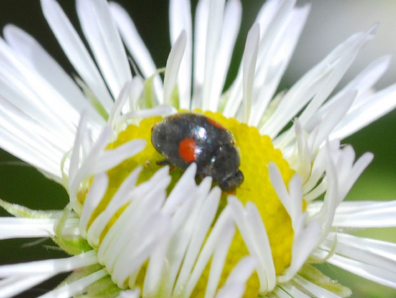 Una coccinella piccola piccola ...Coccinellidae cfr. Scymninae sp.